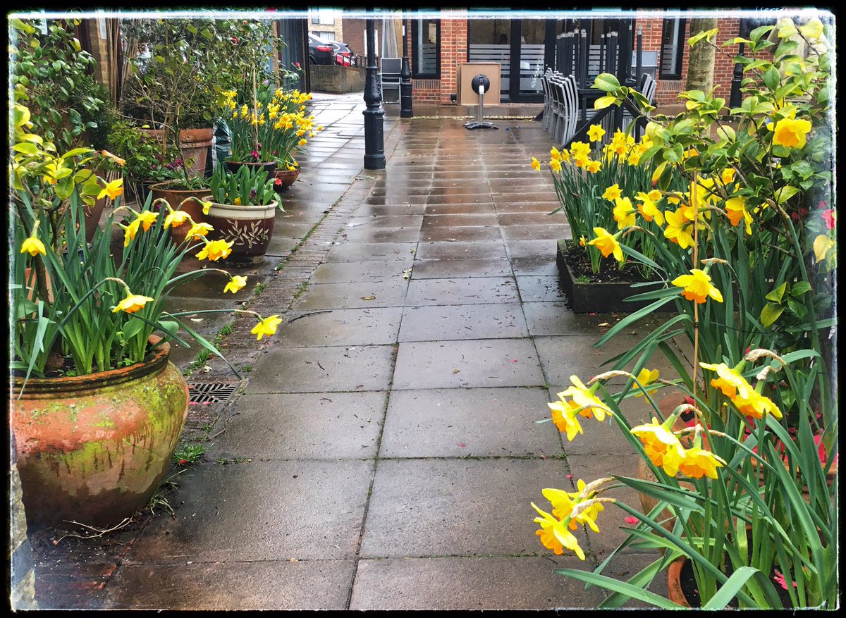 ruths_gallery's tweet photo. Thank you @SallyWeather for featuring my photos of the gorgeous displays of daffodils at Crusader Travel Twickenham for the weather forecast on @thismorning 

Enjoy your day and thanks for making my day so special x https://t.co/EfUY5a3UZA