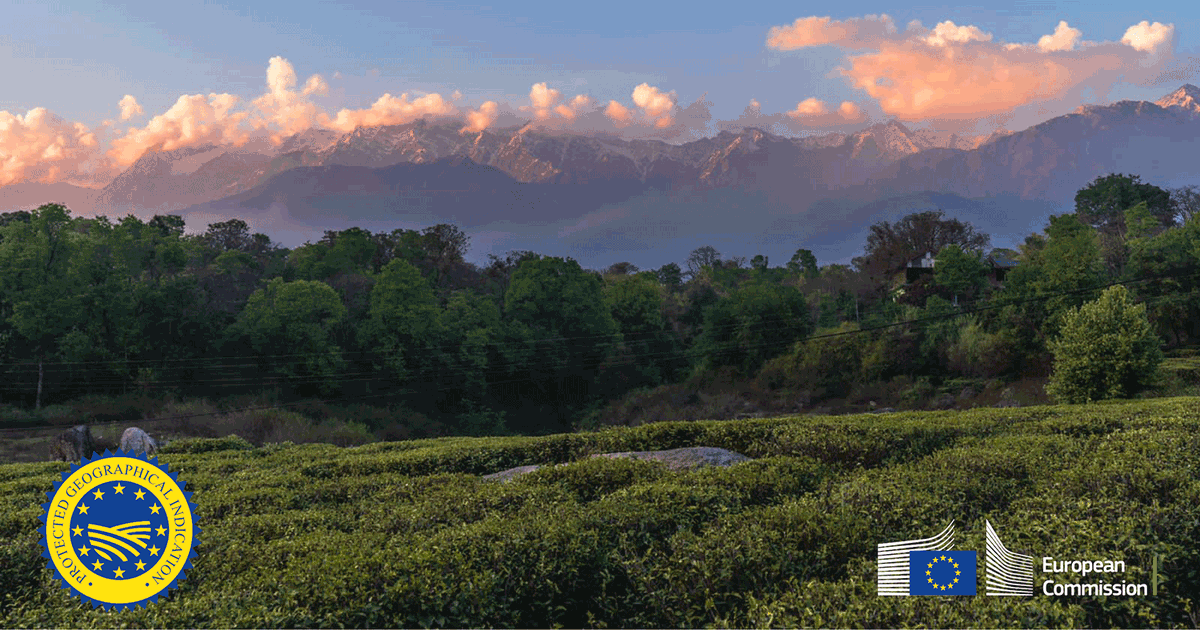 EUAgri's tweet photo. Today we registered a new Geographical Indication from India! 🇪🇺🇮🇳

#Kangra tea is grown 900-1,400 meters above sea level, on the slopes of the Dhauladhar mountain range in the Western Himalayas.

It has a nutty, woody aroma and a sweet aftertaste ☕️

 → https://t.co/ji1lpRCpsF https://t.co/cfXvdQnnxj