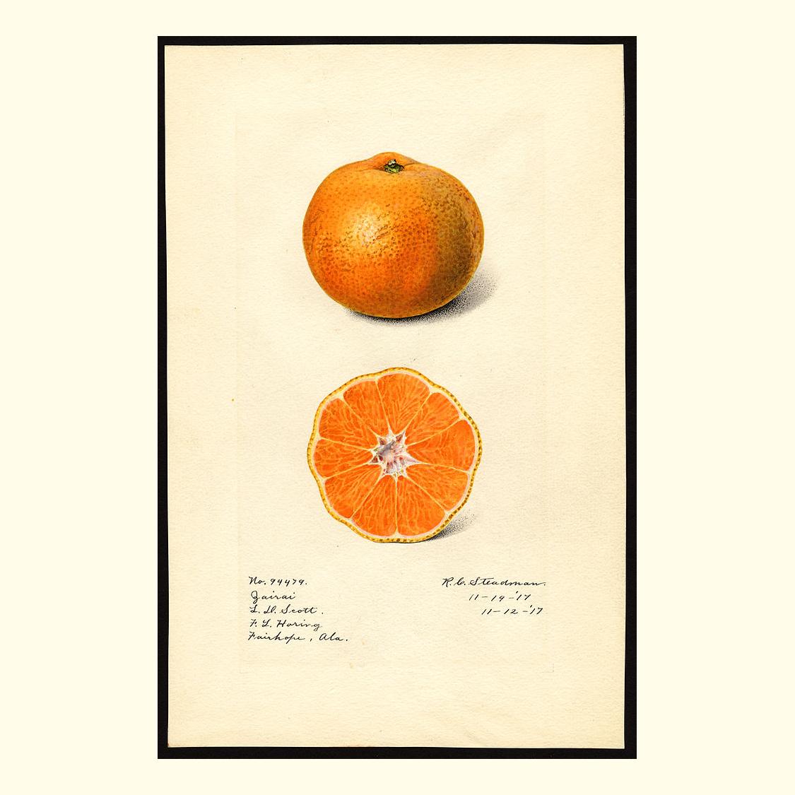 jairai oranges, painted by royal charles steadman, 1917