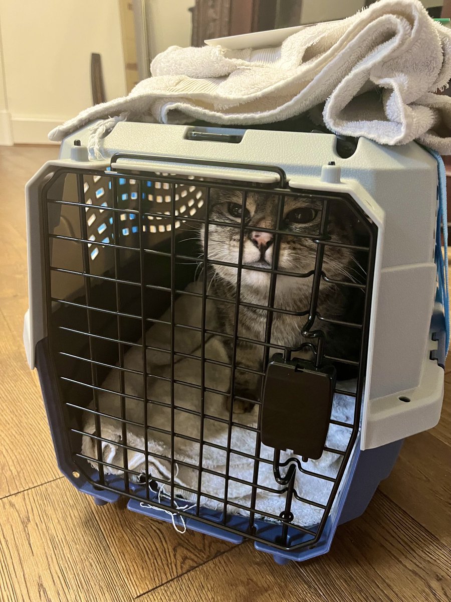 PickliciousF's tweet photo. I’m 10.1lbs which the nice vet lady said is my perfect weight!! https://t.co/BaaFXOZL6a