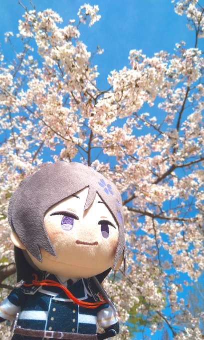 お散歩がてらお花見わんぱく薬研ぬい楽しそうに見える 