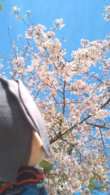 お散歩がてらお花見わんぱく薬研ぬい楽しそうに見える 