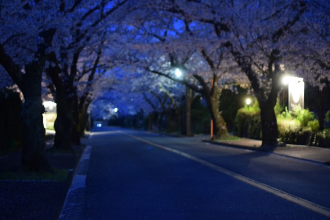 昨日の伊豆高原の桜並木の写真の整理…からのOKテイクをいくつか。夜明け前（5:10ごろ？）から撮影始めて１時間ぐらいかけ