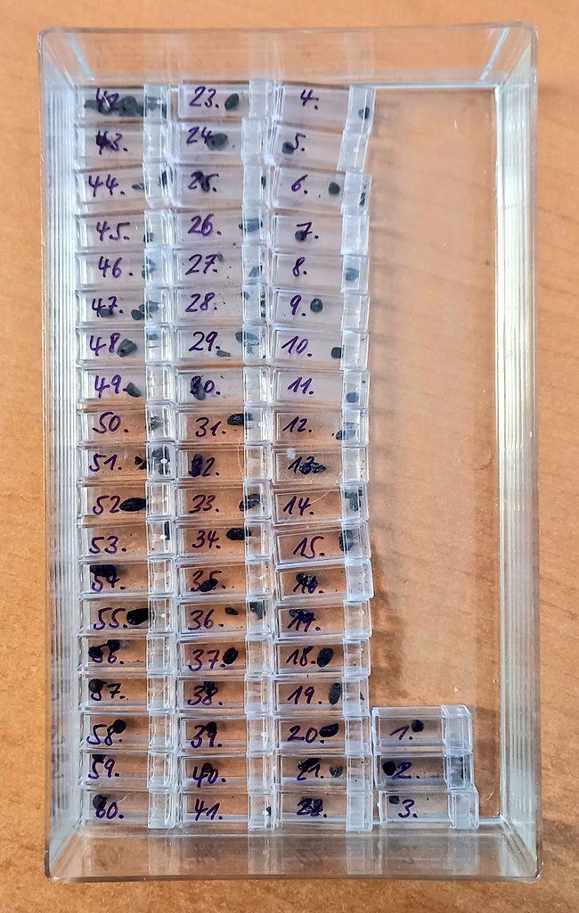 Ever wondered what +/- 5000 year old seeds look like? Excited to be running some isotope analysis on these soon 🌾🧪👩🏾‍🔬 #Archaeobotany #Farming
