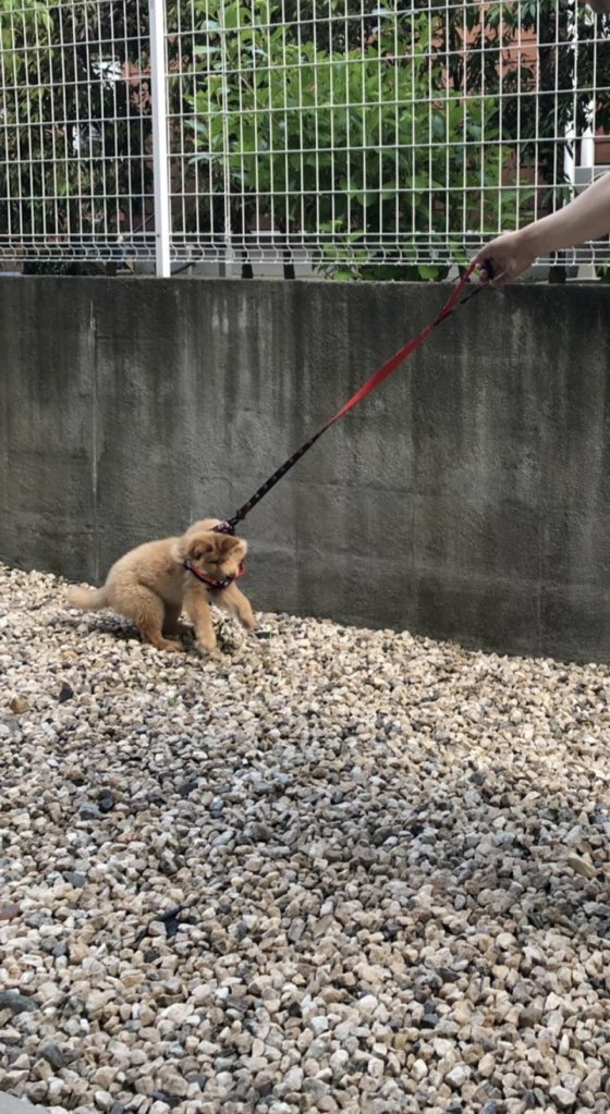 まだ反抗期だった頃のぽてと