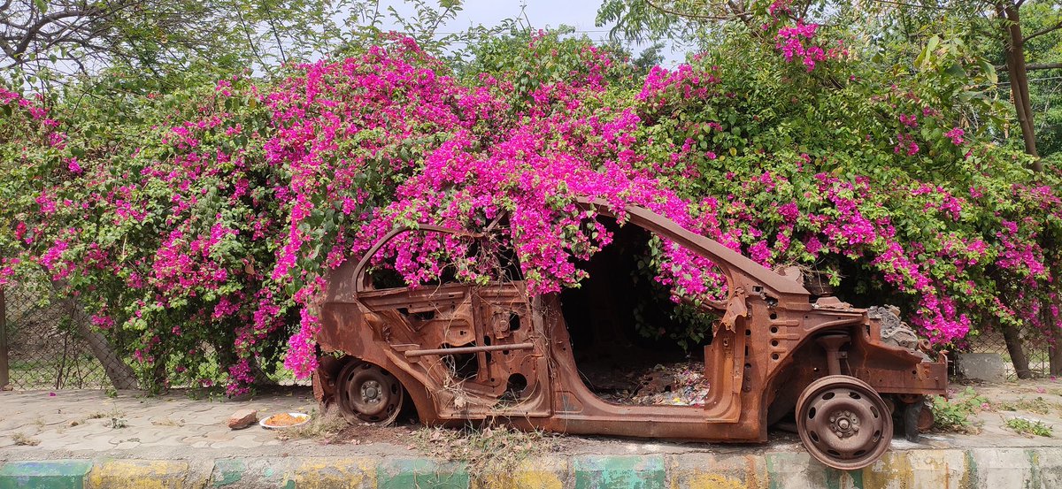 #Ghaziabad #Indirapuram  इंदिरापुरम गुरुद्वारा ग्रीन बेल्ट के पास खडी वर्षों पुरानी कबाड़ बन गई  कार का जब कोई रखवाला नहीं मिला। तो कुदरत ने इसे अपने आंचल से ढक सजा दिया।   #SaveEarth  #Saveenviorment  <a href="/alokkumara1/">Alok Kumar</a>  <a href="/AMRUTCityGzb/">Ghaziabad Nagar Nigam</a>  <a href="/FedAoAIndrapurm/">Federation Of AOA Indirapuram</a> <a href="/VillageAmrapali/">AMRAPALI VILLAGE APARTMENT #AVIANS! 🪷</a>  <a href="/NBTDilli/">NBT Dilli</a>