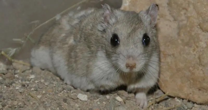 Dr. Natasha Howell tweet media