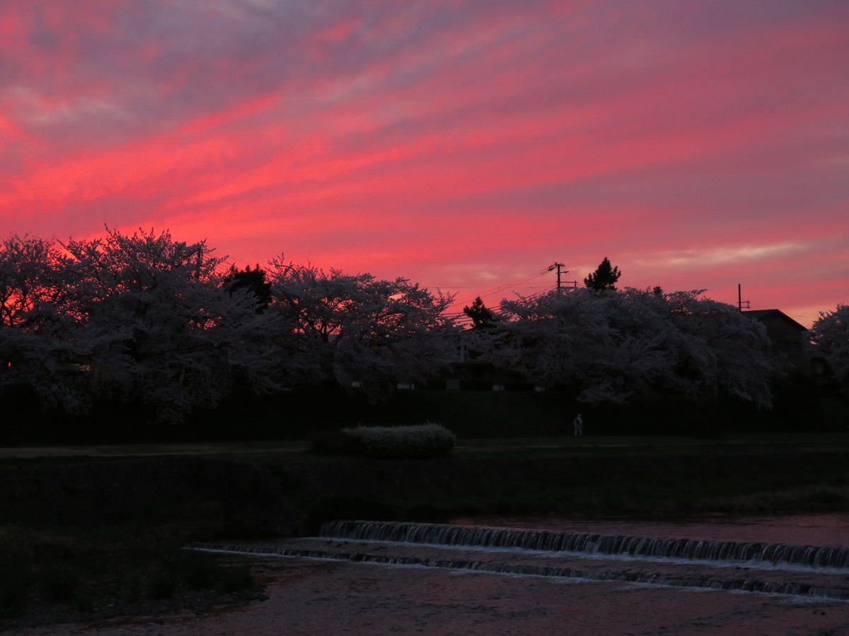 naosuke21036's tweet photo. 本日の京都より
鴨川の夕桜
#京都　#夕焼け　#桜　#夕桜 https://t.co/TAw194Aprx