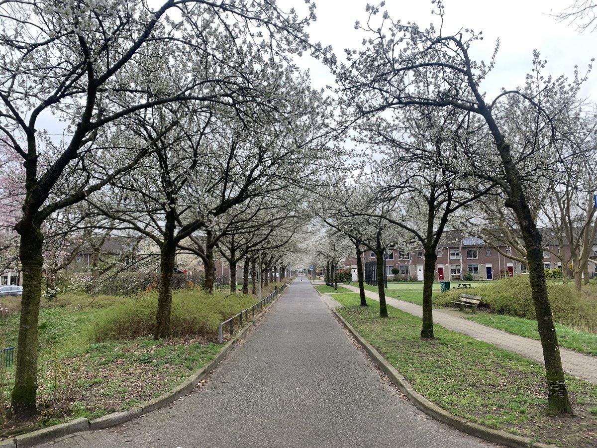 De Hendrick de Keyserlaan in #Zielhorst <a href="/Gem_Amersfoort/">Gemeente Amersfoort</a> is weer hard op weg om ook deze lente de mooiste van de wijk te zijn! #lente #genietenopdefiets