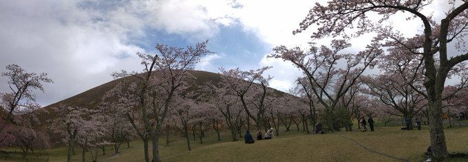 昨日のさくらの里。観光客もかなり多かったですね。天気も回復して助かりました。 #桜風景2023 #あまんちゅ 