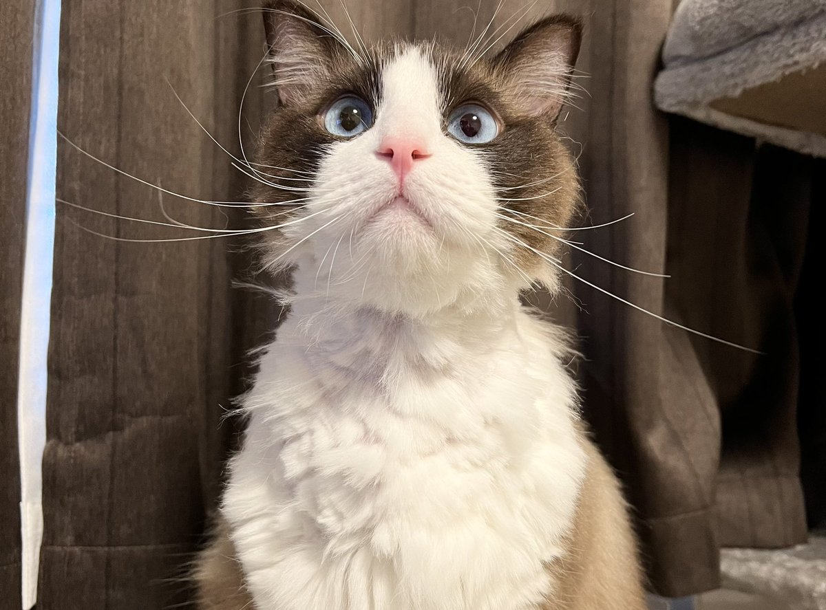 春に向けてラグドールの尊厳を刈り落としました