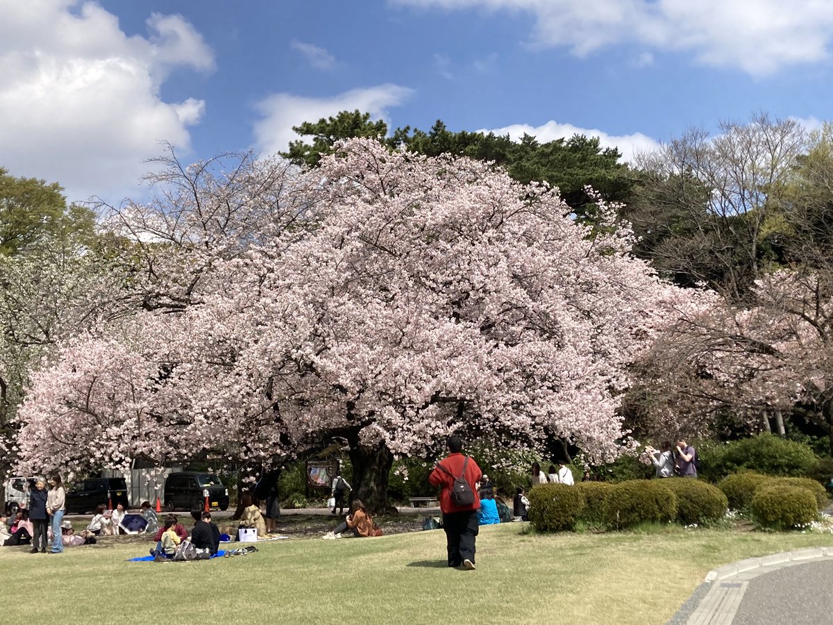 usapi0125's tweet photo. お天気も良く、新宿御苑までお花見に🌸満開🌸素晴らしい景色でした❣️ https://t.co/1DqDfaHhla