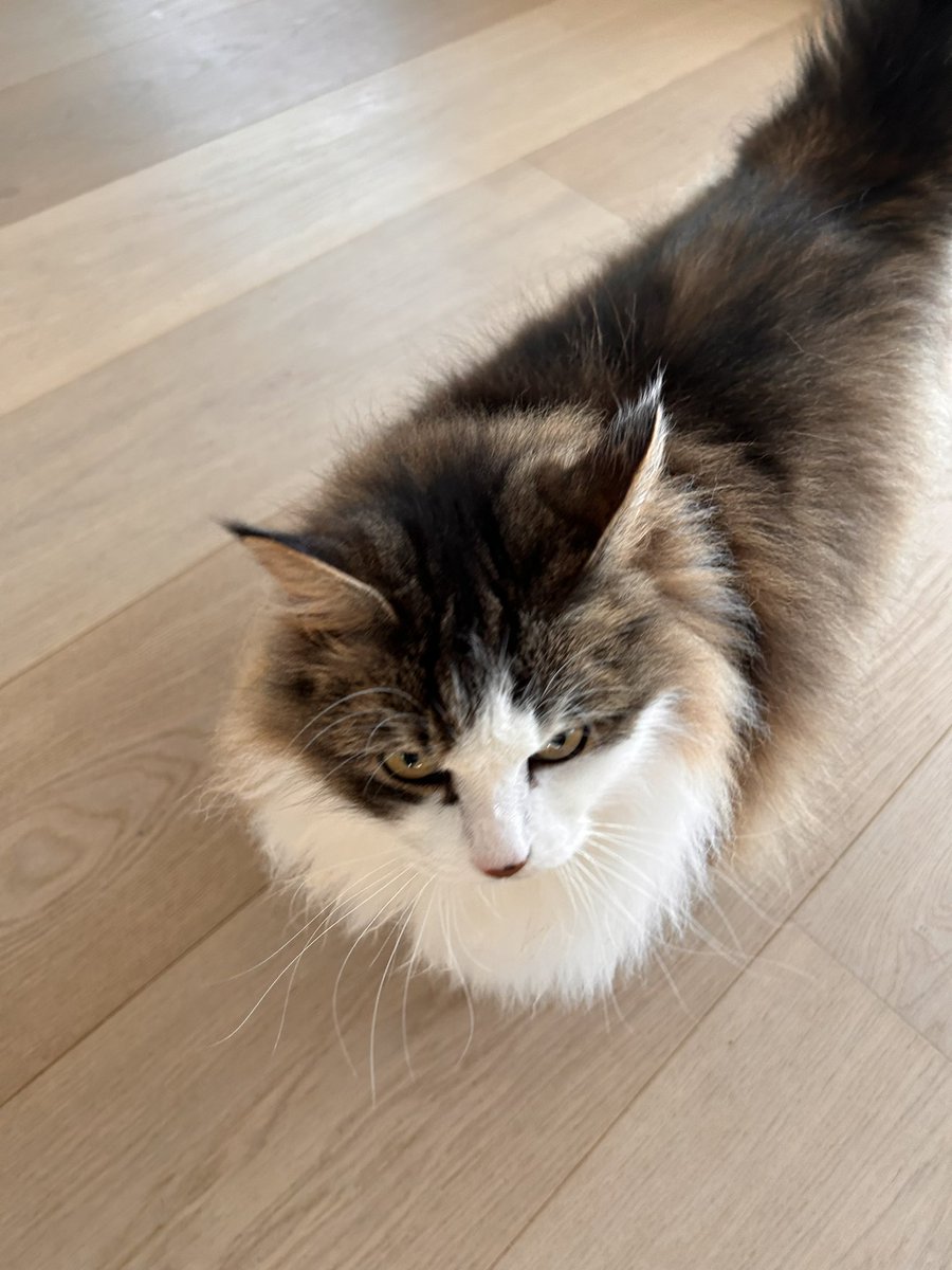 Hola, soy una gata vikinga 🐈🇳🇴