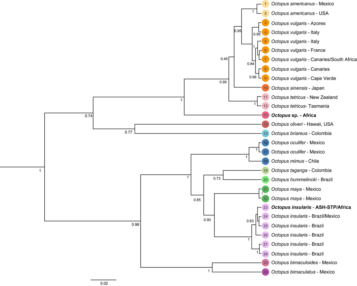 frandlima's tweet photo. Our new work published in #ProgressandOceanography pointed out the first record of #Octopusinsularis in Sao Tomé island, Africa. This new information brings important concerns to #octopusfishery management on the west African coast.

https://t.co/Ij3cE2YT2X https://t.co/GedArWK43P