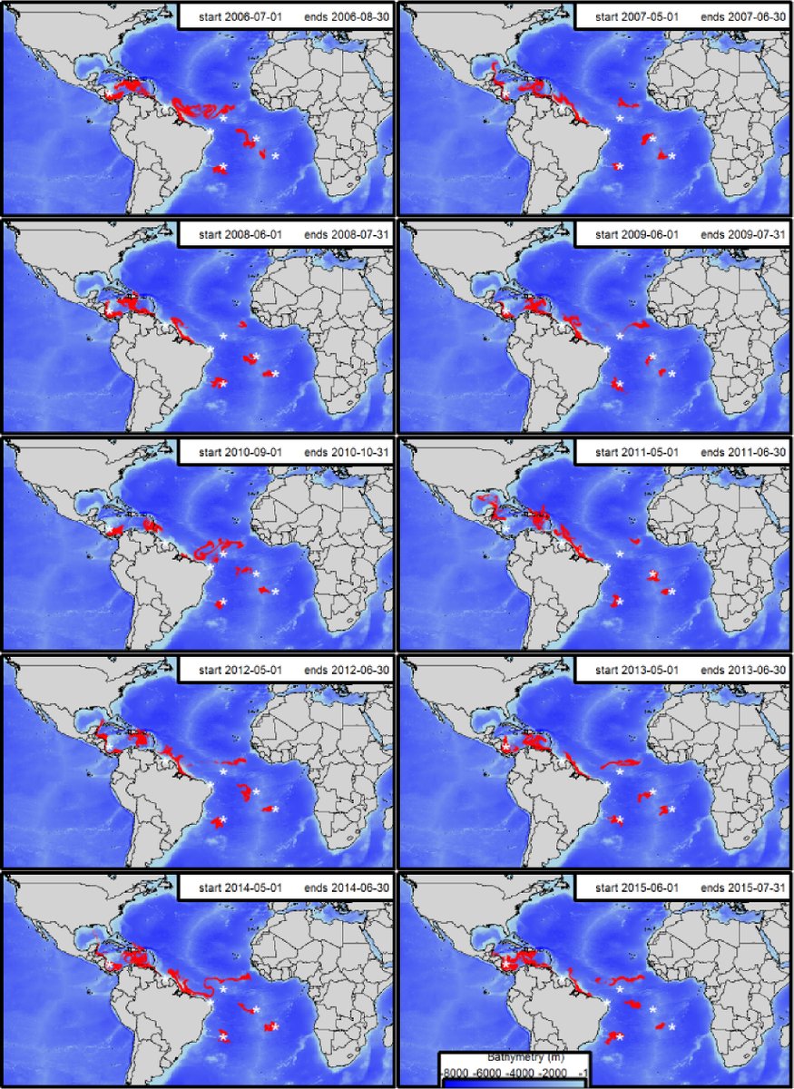 frandlima's tweet photo. Our new work published in #ProgressandOceanography pointed out the first record of #Octopusinsularis in Sao Tomé island, Africa. This new information brings important concerns to #octopusfishery management on the west African coast.

https://t.co/Ij3cE2YT2X https://t.co/GedArWK43P