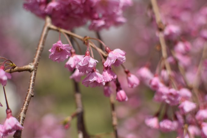 さくらの里の枝垂れ桜はピークを過ぎていたのだけど、それでも散らずに残っていた枝先を何枚か。雨上がりで花びらに残った雨粒を