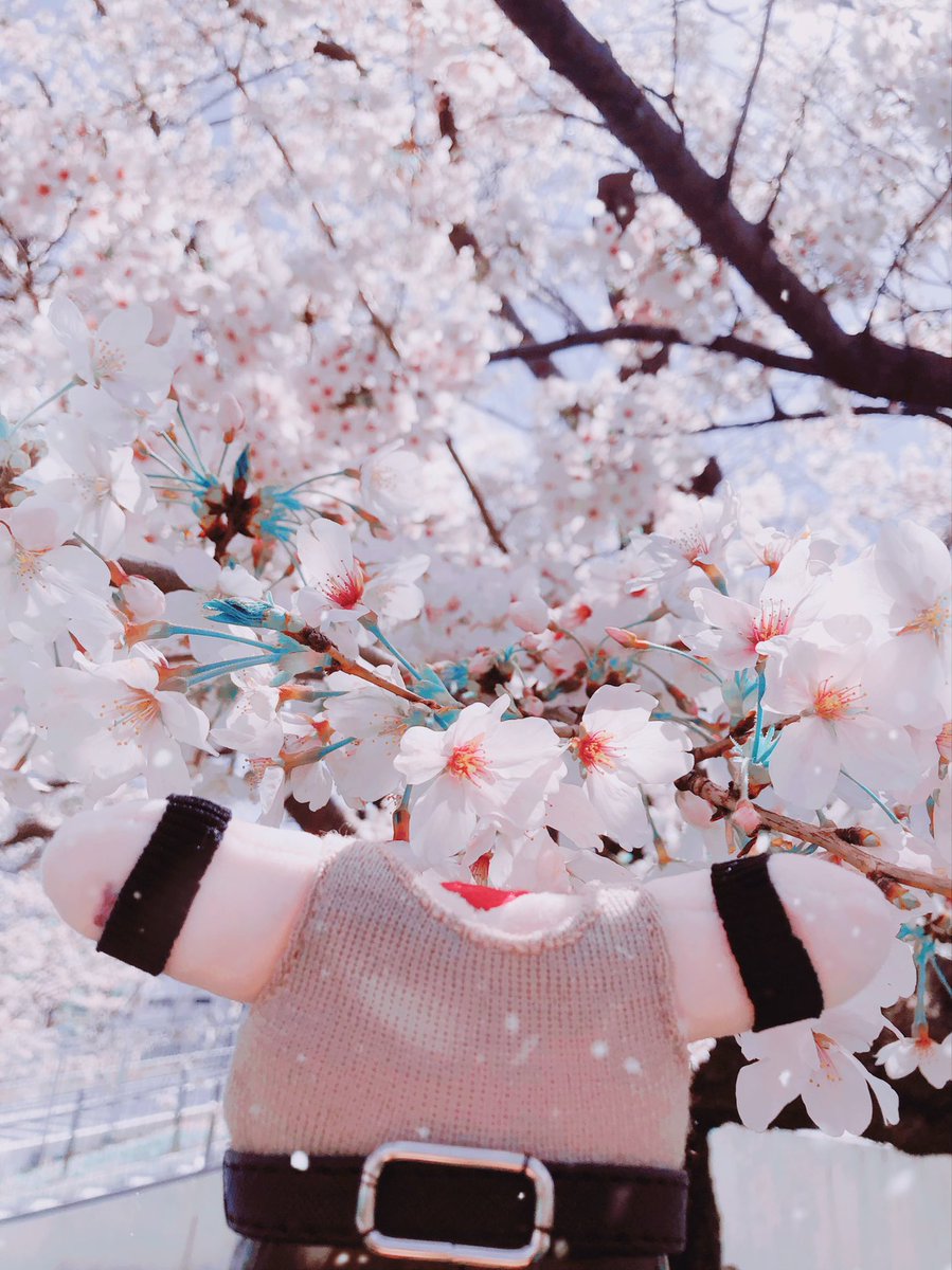 「首が桜に攫われた儚い剛保(エモ写真)お花見楽しかった 」|𓆗アサコのイラスト