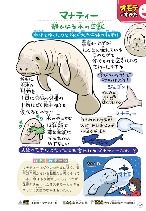 実は本日3/29(=3月最終水曜)は #マナティー啓発の日 (Manatee Appreciation Day)です。意外とゾウに近い仲間だったり人魚のモデルになったり魅惑的な動物ですが絶滅のピンチ…。『ゆかいないきもの㊙図鑑』からマナティー図解を掲載しておくので周りの人を啓発しよう! 