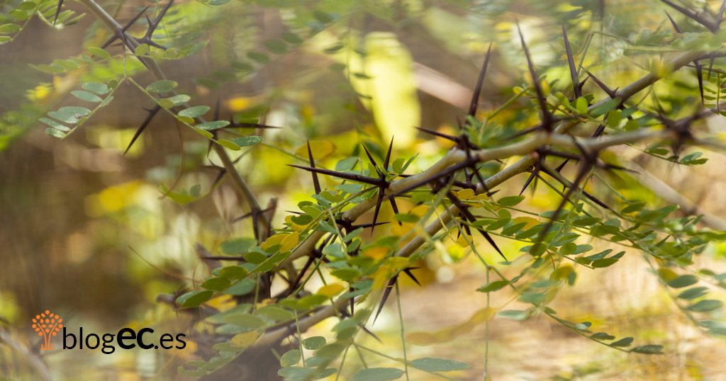 Hoy en #blogEC <a href="/DolorsGarGis/">Dolors Garcia</a> nos invita a vivir la #Cuaresma, a recorrer la soledad del interior, observar nuestras espesuras para acercarnos más a ese amor que nos colma de fidelidad, ternura y nos libera para continuar con más ganas el camino de la vida bit.ly/3lQUyUc