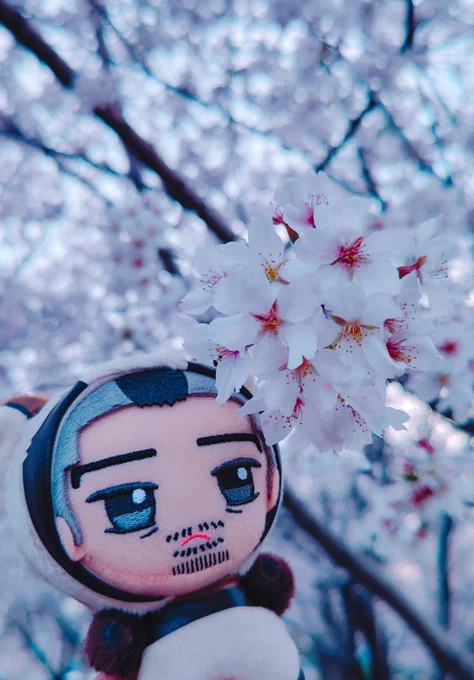 たぬくらさんと桜。ゆっくりお花見に行きたいねぇ。 