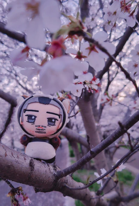 たぬくらさんと桜。ゆっくりお花見に行きたいねぇ。 