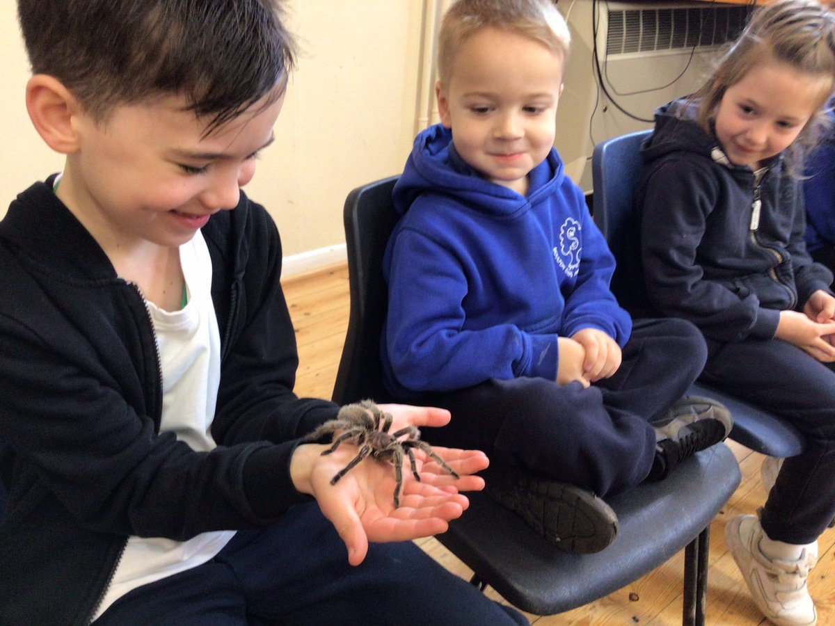 MCPS_Maple (@mcps_maple) on Twitter photo Thank you <a href="/animalsukltd/">Animals UK</a> for bringing in the animals today, we really enjoyed meeting Charlotte, Flower, Gru and Severus. 🦨🕷🐍🦉 Thank you <a href="/animalsukltd/">Animals UK</a> for bringing in the animals today, we really enjoyed meeting Charlotte, Flower, Gru and Severus. 🦨🕷🐍🦉