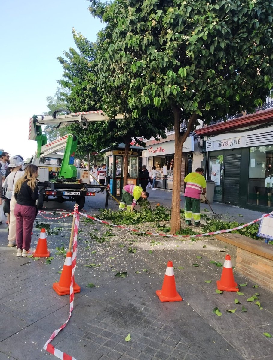 ismaelsc_'s tweet photo. 🌳@Ayto_Sevilla poda naranjos en plena floración y comienzo d nidificación d aves insectívoras. La directiva Aves y la ley d Patrimonio natural son claras: Todas las aves deben ser respetadas en su época d nidificación con independencia d que se trate de especies protegidas o no. https://t.co/V5ExlKyYYA