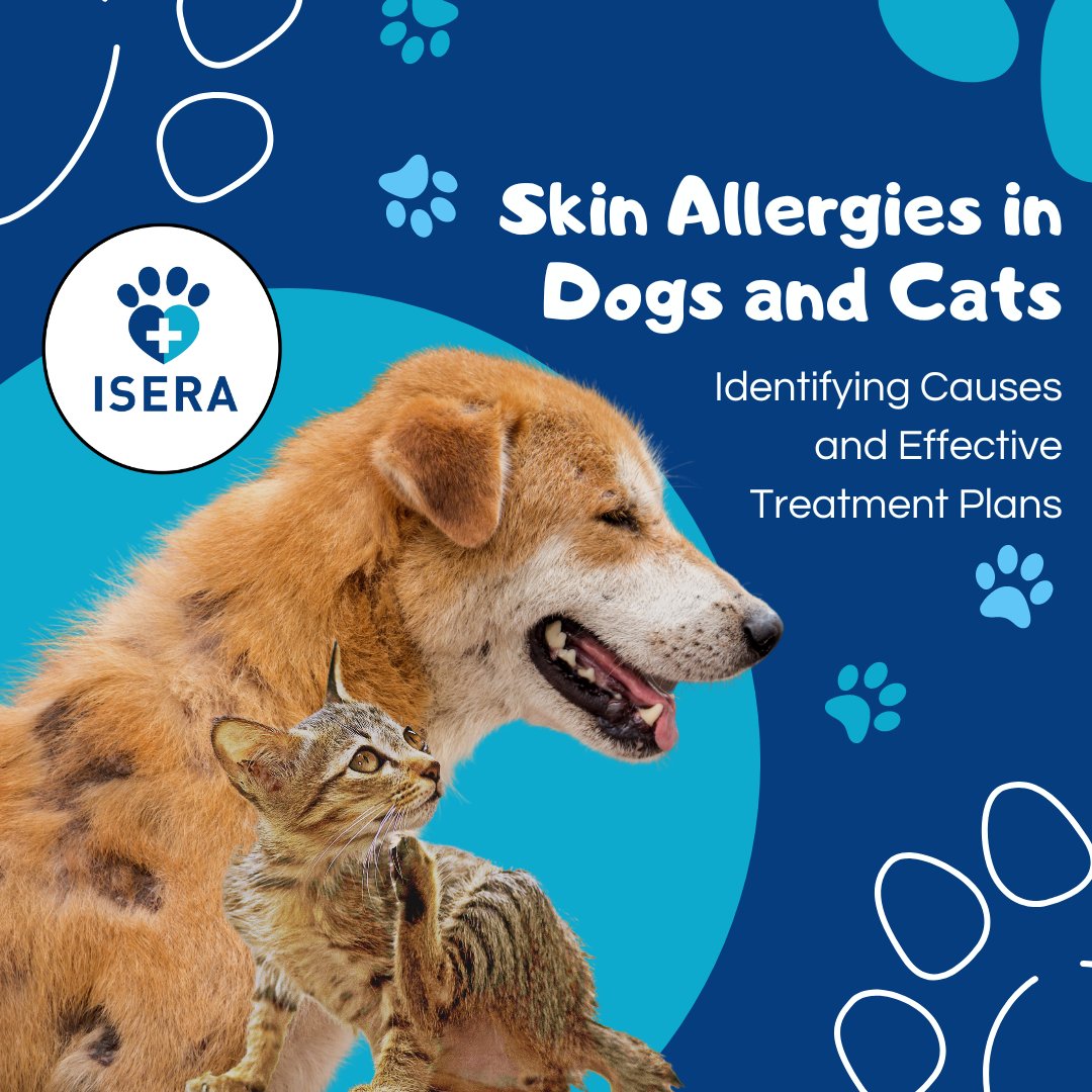 iseranimals's tweet photo. Is your #furry friend suffering from itchy skin? 🐕🐈
Learn how to identify the causes of skin #allergies in #dogs and #cats and find effective treatment options in our latest post:
https://t.co/SKWmkSvOlr 👈

#pethealth #skinallergies #doghealth #cathealth #veterinarycare https://t.co/NBJG0CIDnL