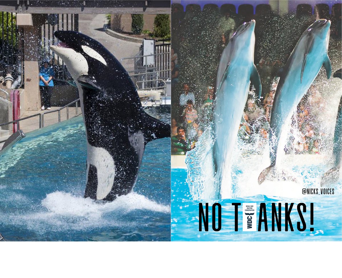 Create posters to show that whales & dolphins shouldn't be in tanks, make people think twice before buying tickets to whale/dolphin shows & help 
@whalesorg
 #EndCaptivityForever 🐳 @OneMinuteBriefs #NoThanks