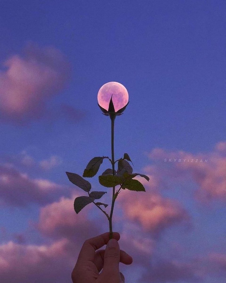 #nature #flower #moon