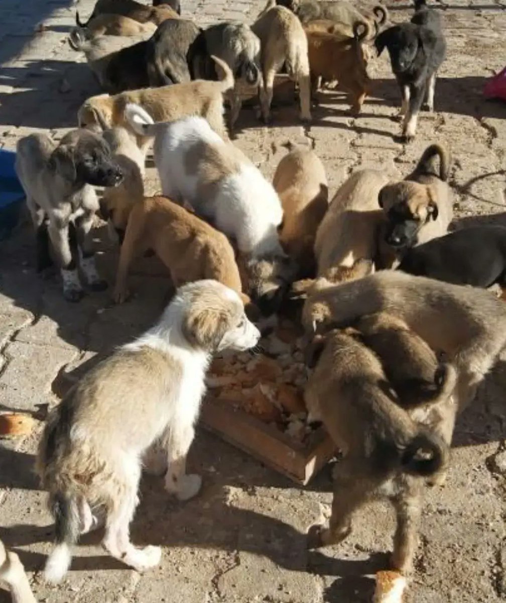 ANKARA YENIDEN KAR ALTINDA SOKAKLARDAN TOPLAYIP BIR SURU ANNESIZ YAVRULARI TOPLAYIP ATMIŞLAR BAZILARI COK KÜÇÜK ACIL BESLENMEZSE ÖLÜRLER COK ACIL BESLEME YAPABILMEM İÇİN ÇOK ACİL MAMA DESTEĞİ LAZIM İLETİŞİM 0543 515 04 36 LTN RT <a href="/lsdomicim/">Leman Sam</a> <a href="/tunaarman1/">tuna arman</a> <a href="/Reyhan_Karaca/">Reyhan Karaca</a> <a href="/merveeoflaz/">Merve Oflaz</a>