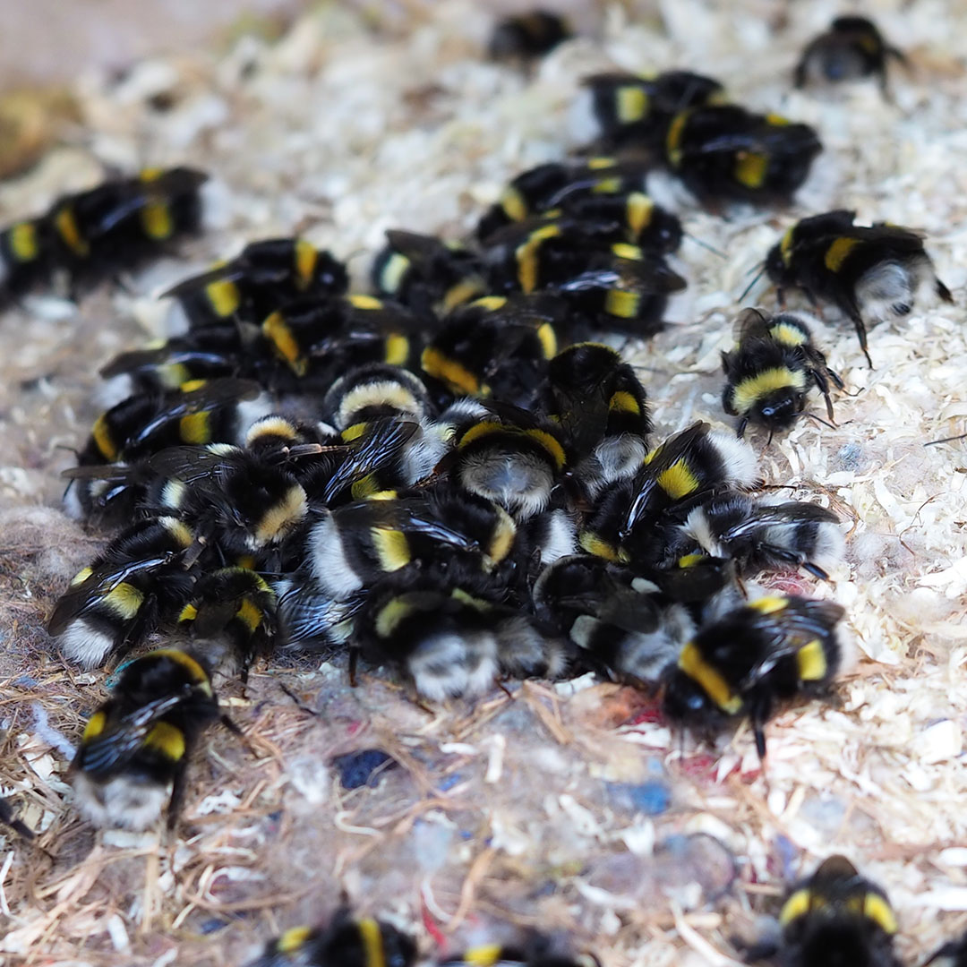 #Bumblebee nest boxes don't often get used, as queens are very picky 🐝👑 

Our volunteer Kevin, however, has found success through many years of trial and error! 

Read his NEW #BeeTheChange blog about how he's provided a variety of homes in his garden👉 ow.ly/4eNp50NuzAA