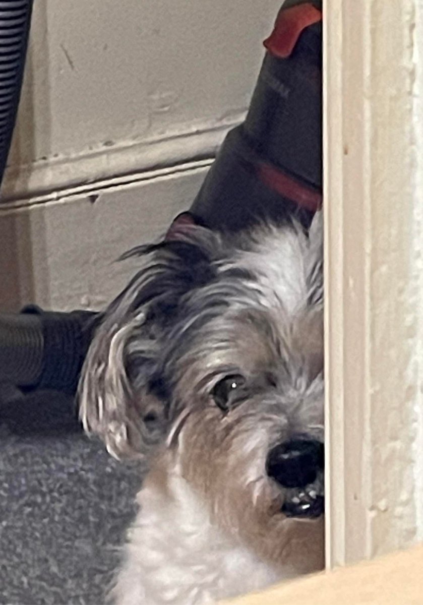 Cristin57579223's tweet photo. Every bite you take
I”ll be watching you. #Gogu https://t.co/4nmpDyyb7I