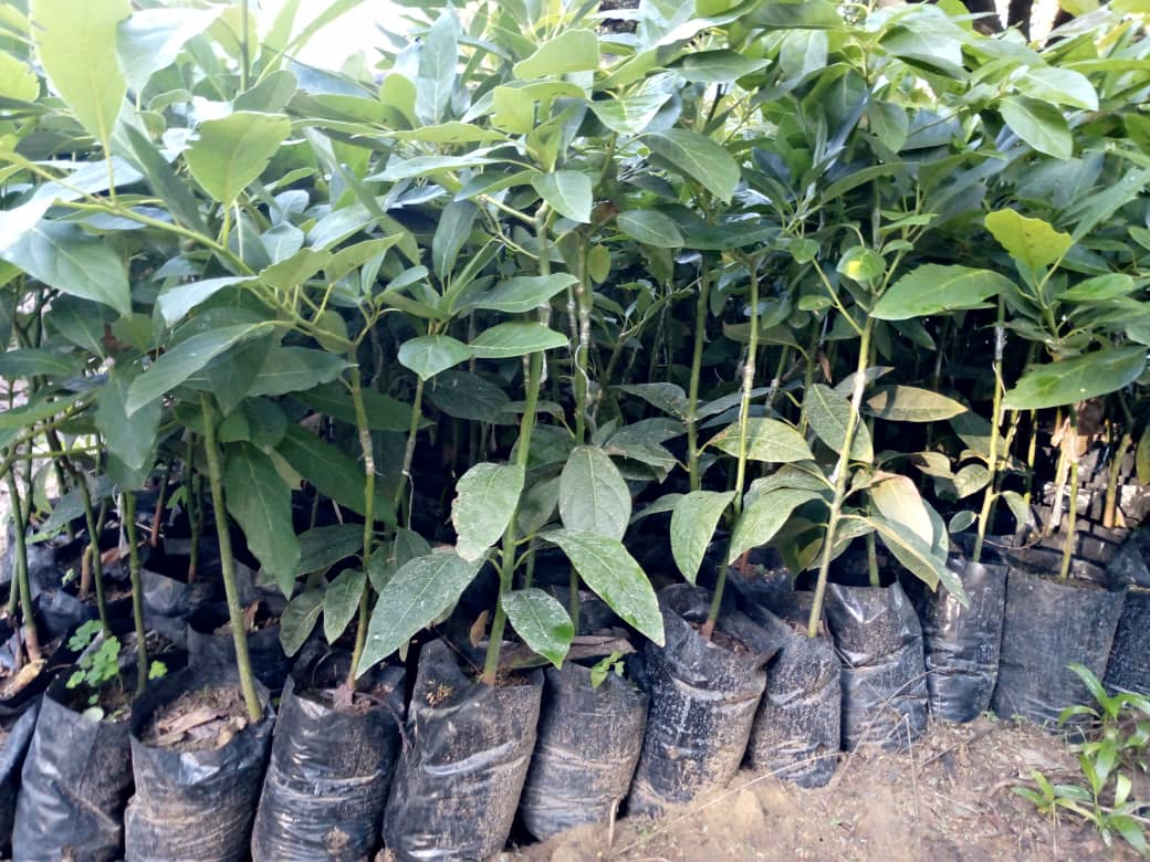 bridgeforchange's tweet photo. Thanks to this initiative, the youth group has gained access to loans from government schemes that allowed them to expand their business significantly. They have boosted their avocado seedling production from 3,000 to an impressive 15,000 seedlings. 
#ajiraplus
#shujaawakijani https://t.co/TST2FNIpkO