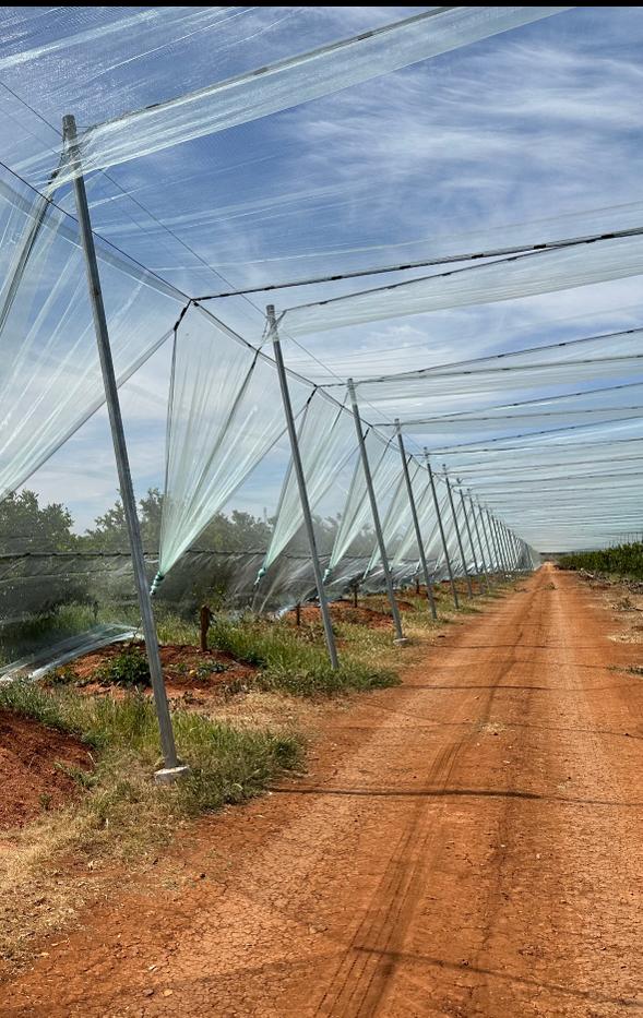 Le dernier ajout à notre série de structures en filet protecteur de pollinisation d'agrumes dans la région de #Berkane.

#Smidcom #structure #Filet #pollinisation #agrumes #maroc