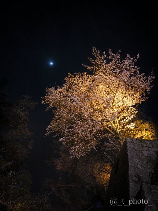 月がきれいな夜ですね#夜桜 ＃京都 #イマソラ 