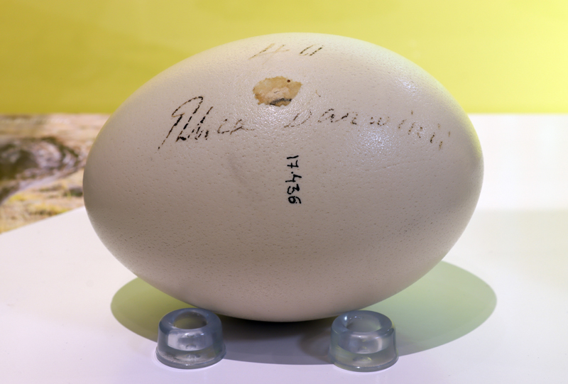 MNCN_Col's tweet photo. La #ComisiónCientíficaPacífico (1862-1865) envió dos huevos de ñandúes colectados por el herpetólogo Marcos Jiménez de la Espada: ñandú común (Rhea americana), colectado en Argentina; ñandú petizo o de Darwin (Pterocnemia pennata), Chile. #Birds #Oology #SouthAmerica #HistCol https://t.co/uRKdFz0ZIx
