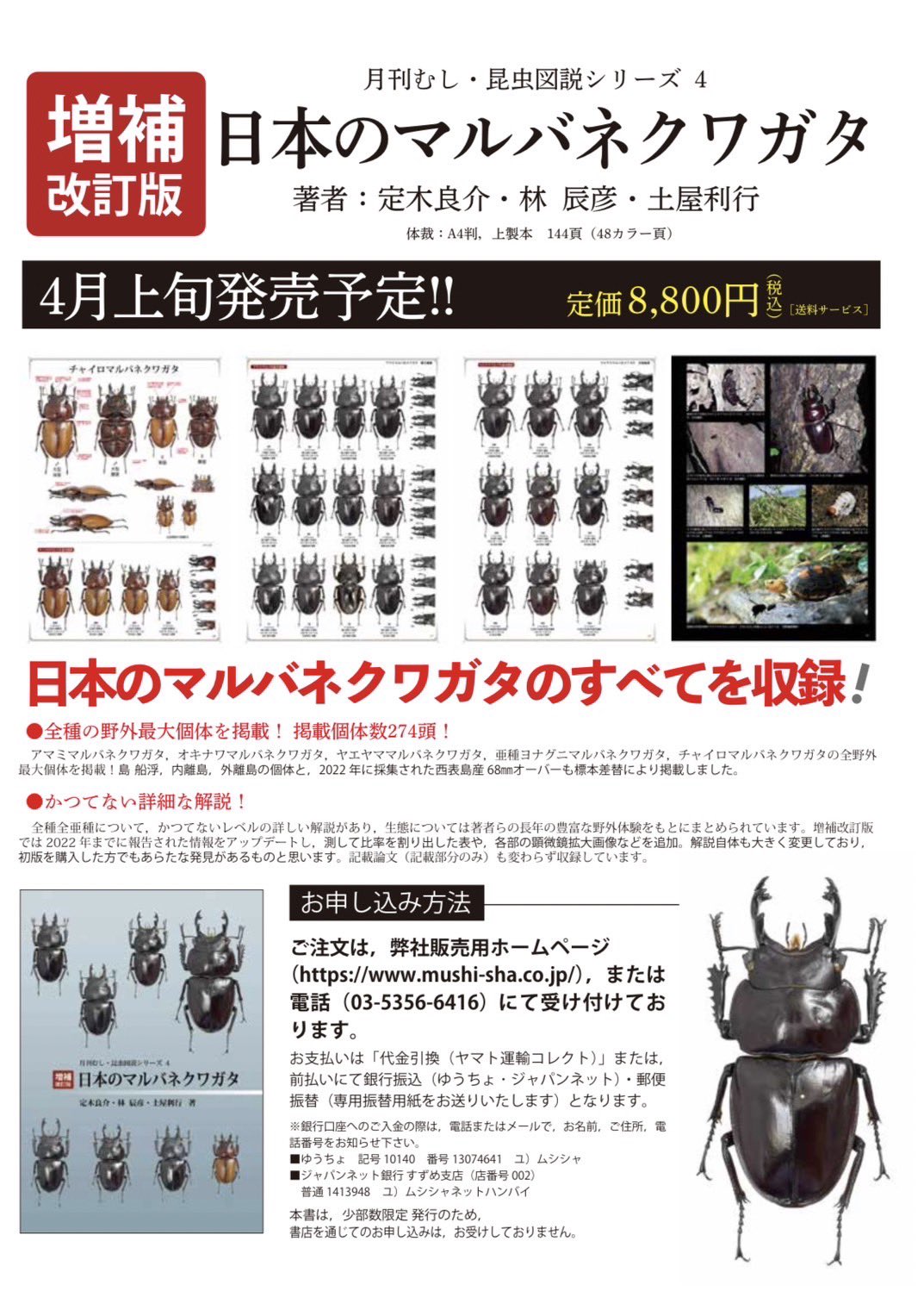 シセンミヤマクワガタ♂野外標本 ひきしめ シセンミヤマクワガタ♂野外標本 ひきしめ