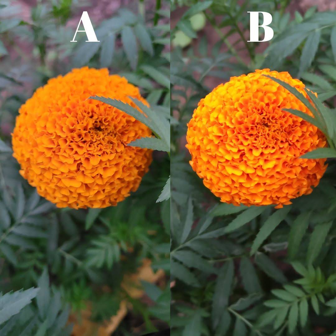 ankurgulati's tweet image. Ek photo S20 FE se li gayi hain aur ek Nothing phone se. Can you guess which pic is shot by which phone?
#s20fe #nothingphone1 @nothing @GalaxyS20FE_5G