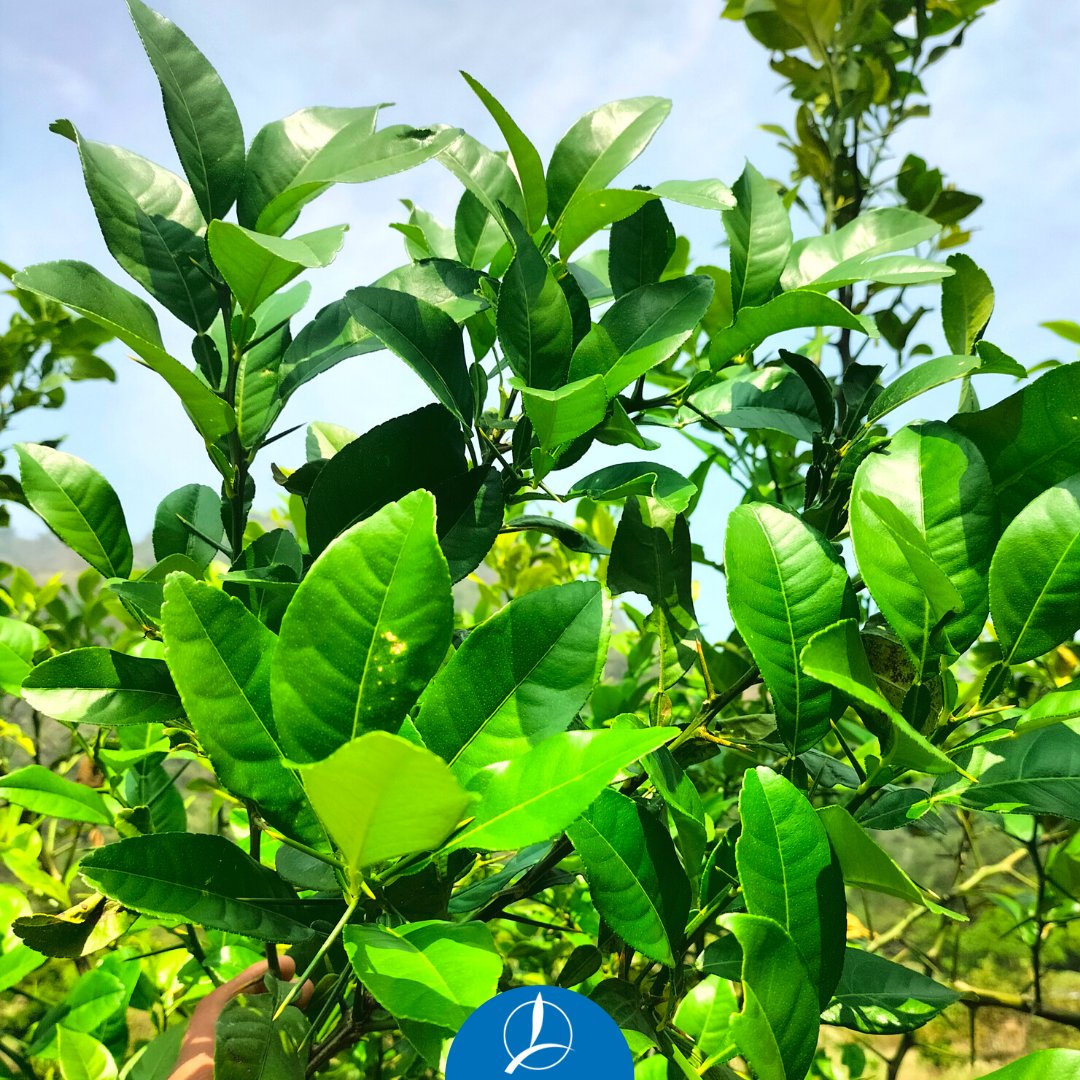 Check out transformation of lemon trees after treating with KSC PHYTACTYL-I &amp; III. Suffered iron deficiency chlorotic leaves, now vibrant, lush green due to improved photosynthesis. KSC fertilizers enhanced nutrient absorption, overcoming nutrient deficiency &amp; healthier crops.