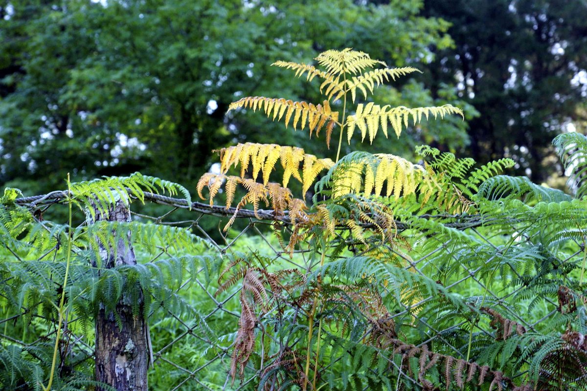 Juankar Hernandez tweet media