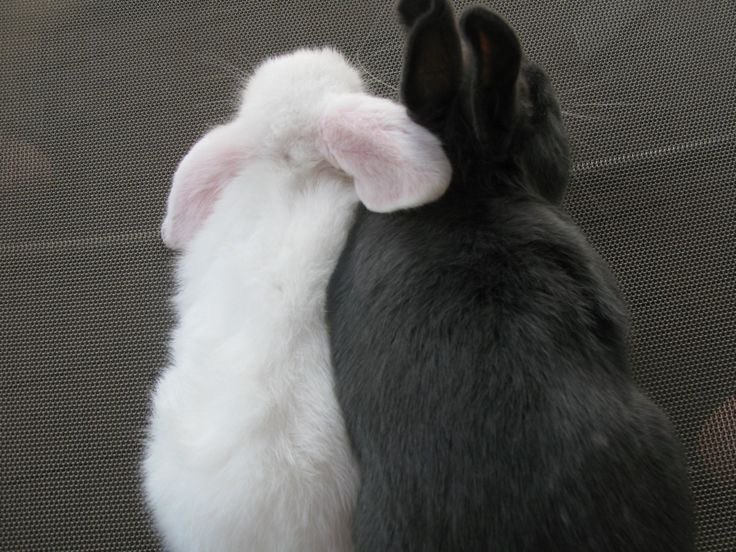 cchstudy's tweet image. ⌕ search: #studytwt, #studytwtbr, #studytwtpt &amp;amp; #collegetwt

▪︎ leo, 07line | br
▪︎ técnico em adm 2/3
▪︎ inglês avançado e espanhol intermediário
▪︎ humanas e sociais

♡/↺ = moots!

🍓| séries, sanrio, subcultura, marxismo, dpr gang, the boyz, cravity, evanescence.