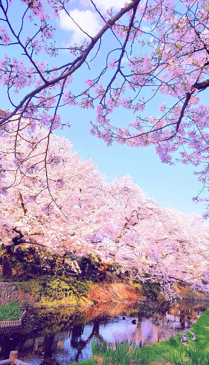 「ずっと原稿しててなかなか見る機会なかったから、軽くでも桜見れて和んだ桜キレイだな」|柚木涼太💘3/16おねしょ9巻ココピュア1巻のイラスト