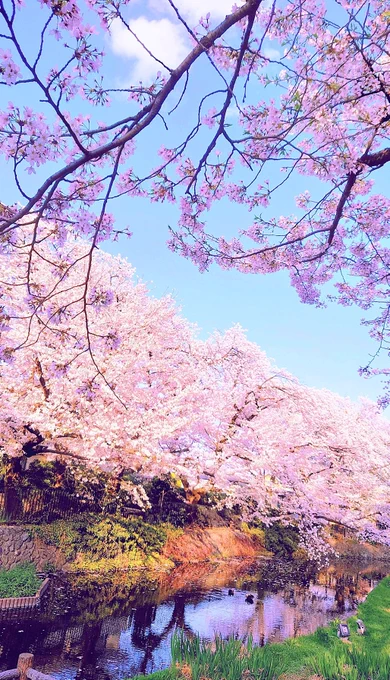 ずっと原稿しててなかなか見る機会なかったから、軽くでも桜見れて和んだ桜キレイだな〜 
