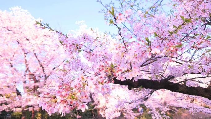 ずっと原稿しててなかなか見る機会なかったから、軽くでも桜見れて和んだ桜キレイだな〜 