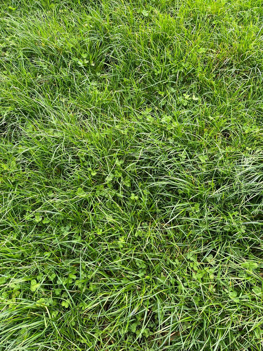 Ballyhaise grazing update; AFC is 790 kg DM/ha across the four groups, all grazing pre-grazing yields of 1,350 kg DM/ha. The high concentrate groups are receiving 6kg and the low concentrate groups are receiving 3kg #grasstomilk #Moorepark23