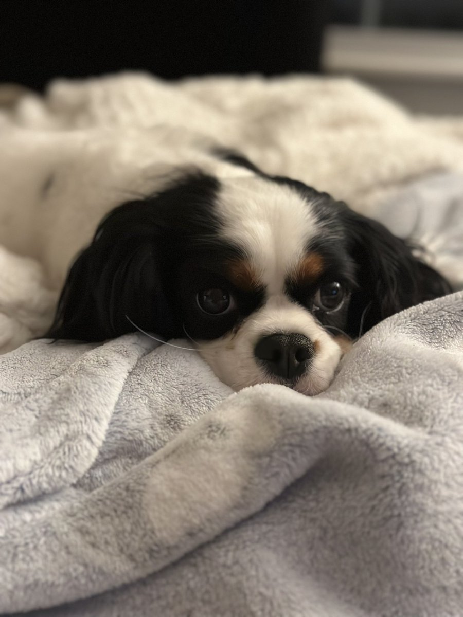 TheMuppet007's tweet photo. Good Morning!  I am boycotting getting up.  I don’t want to get out of bed. #dogsoftwitter #muppet #cavalierkingcharlesspaniel #fyp https://t.co/zeLVB0CdmX