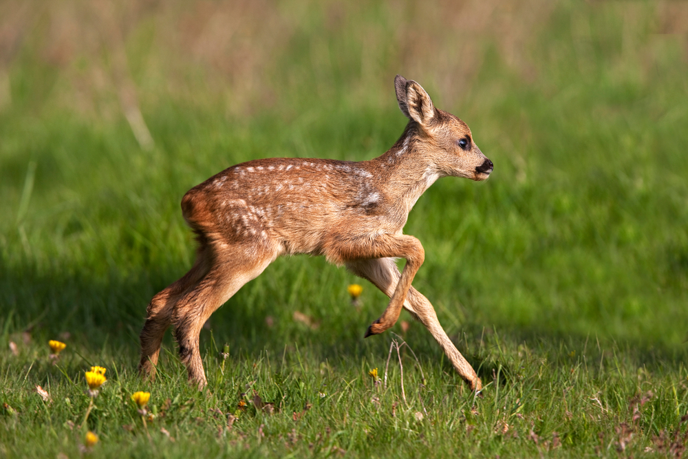 Jaime_la_Chasse's tweet photo. Certaines fédérations départementales des chasseurs ont récemment mis en place une nouvelle méthode pour assurer la sécurité des faons de chevreuil dans les parcelles agricoles. En utilisant des drones équipés de caméras thermiques, ces organisations

https://t.co/GOaXoCBkdC https://t.co/SOrjTP2Jyi