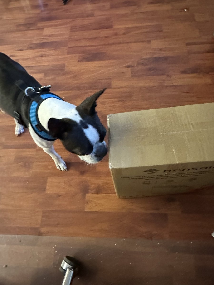 alb7585's tweet photo. Max is disappointed it’s not the @Chewy  box. He keeps telling me it’s his “peanut butter box” https://t.co/Vh4yfh0r0J