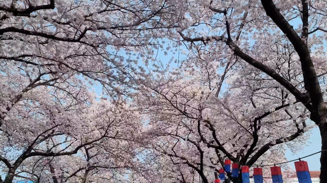 grpdkmj's tweet photo. 정구가💜  지금제주도벚꽃이이뻐🌸💜 https://t.co/45yexnJil6